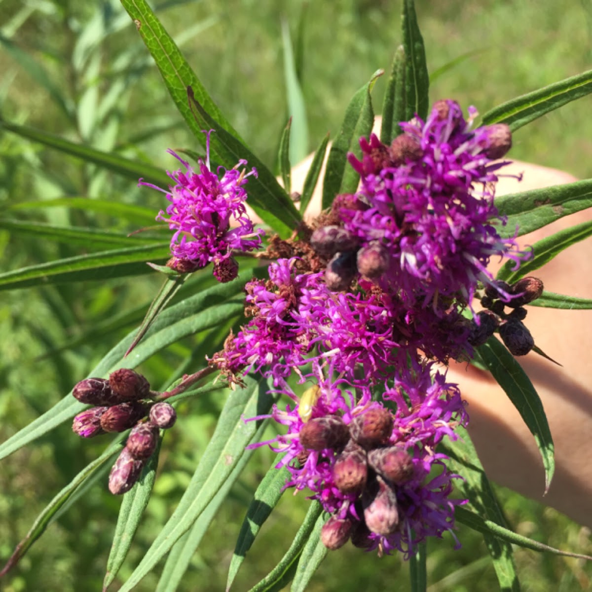 Prairie Ironweed