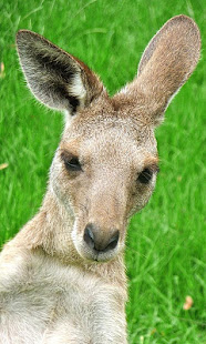 Kangaroo Wallpaper(圖6)-速報App