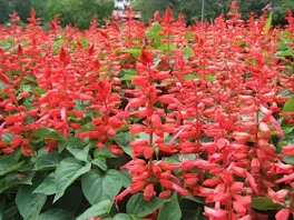 サルビアの花のように