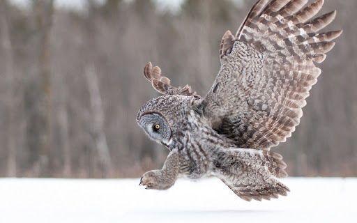 Majestic Owl Soaring Through Snowy Wilderness screenshot 2