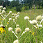 Rattlesnake Master