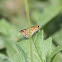 Common Grass Dart