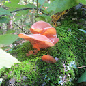 Wood Ear, Jelly Ear