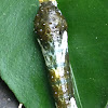 Common Lime Butterfly caterpillar