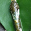 Common Lime Butterfly caterpillar