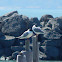 Bonaparte's Gull