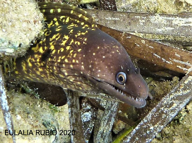 Mediterranean moray