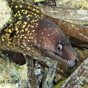 Mediterranean moray