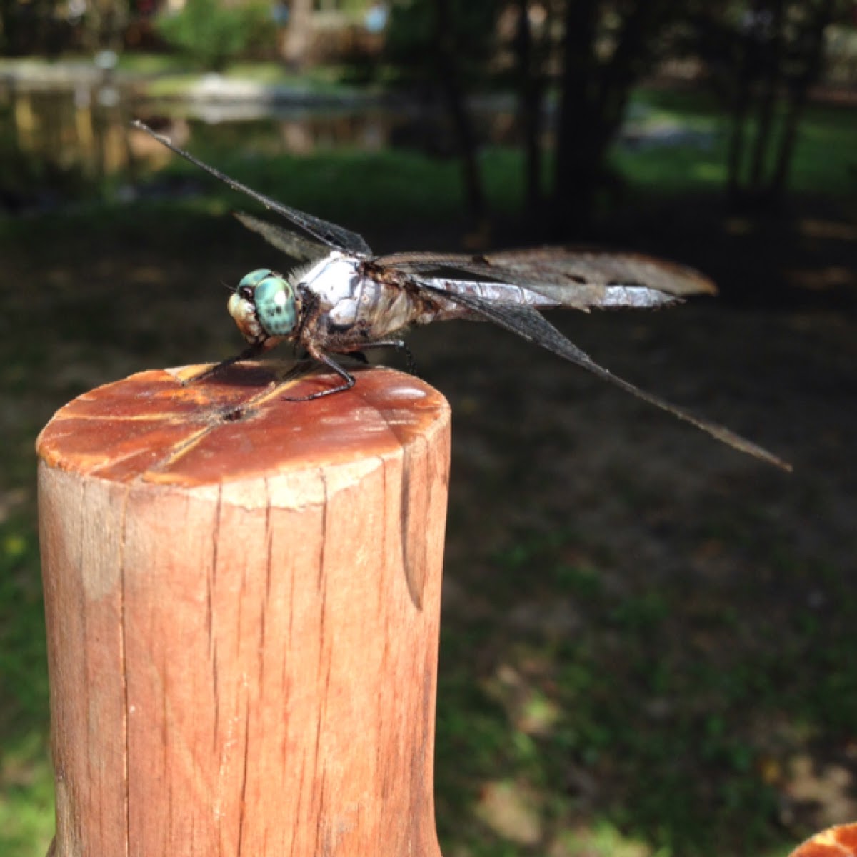 Dragonfly