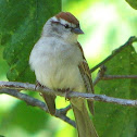 Chipping Sparrow