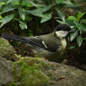 Great tit