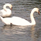 Mute Swan