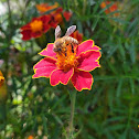 Western Honeybee