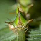 Treehopper