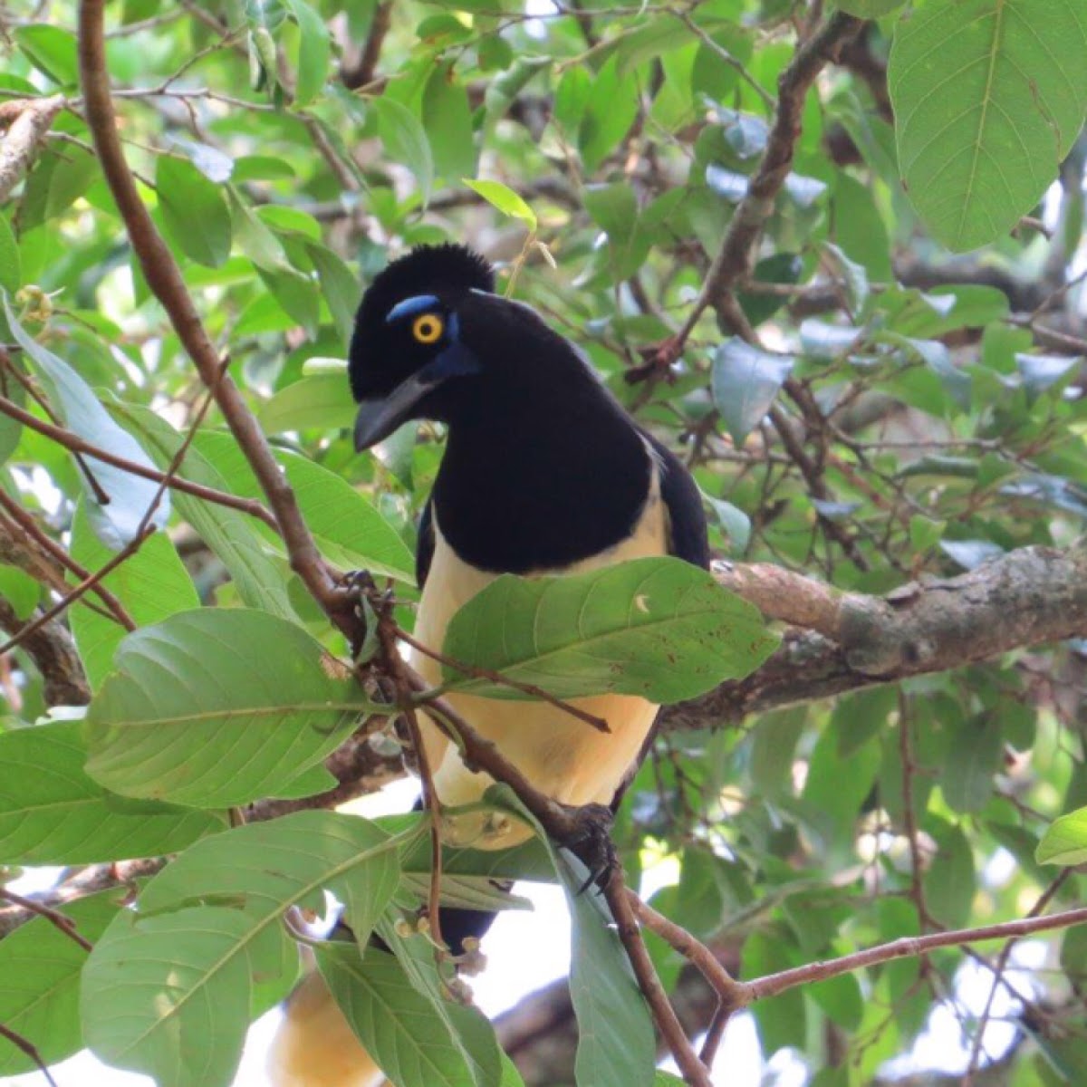 Plush-crested jay