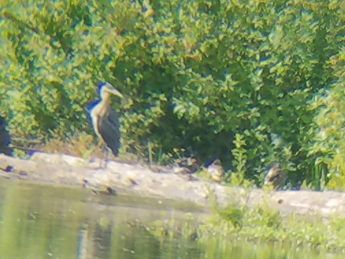 Great Blue Heron