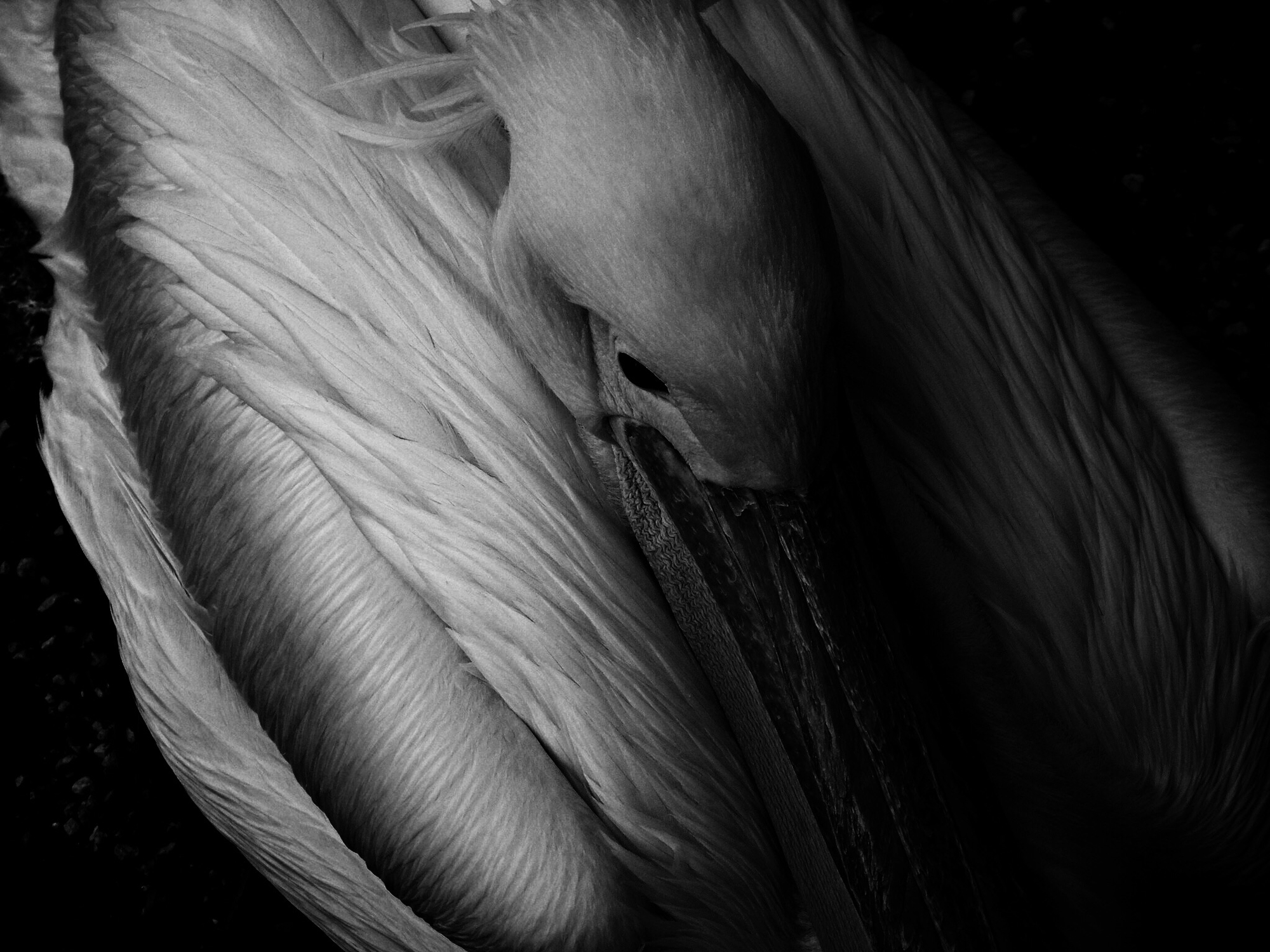 The dark side of the pelican di Roberta Ricciardi