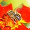 Mason Bee