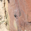 Huntsman spider