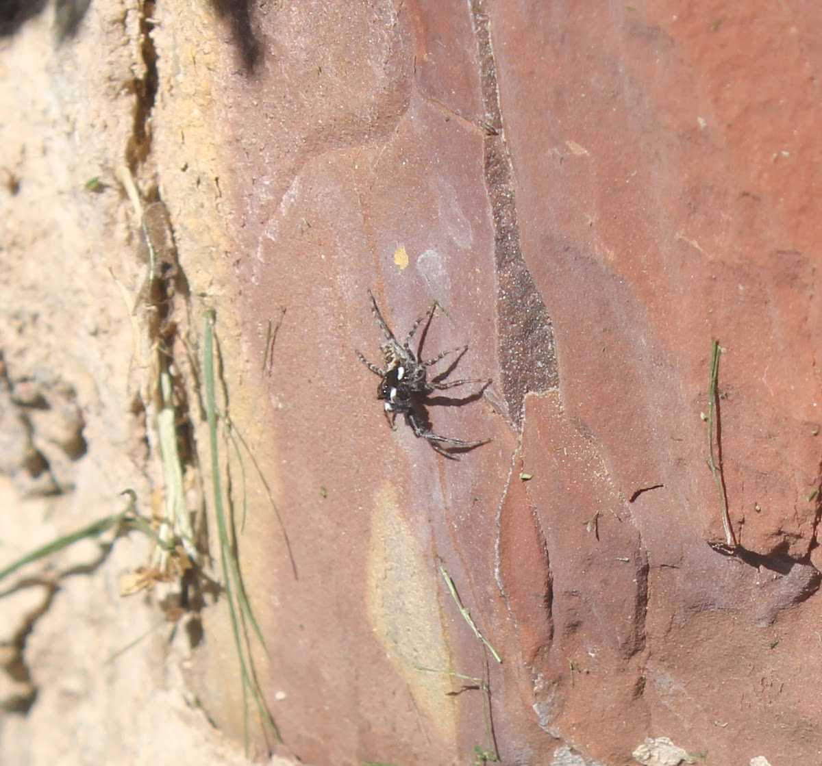 Huntsman spider