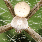 Signature Spider (male)