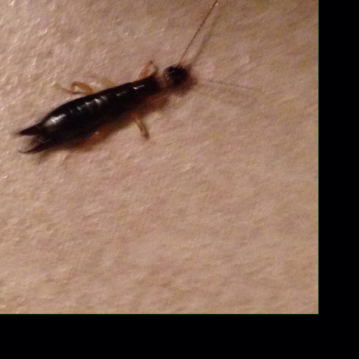 Earwig