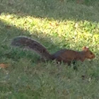 Tree Squirrel