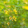 Partridge Pea