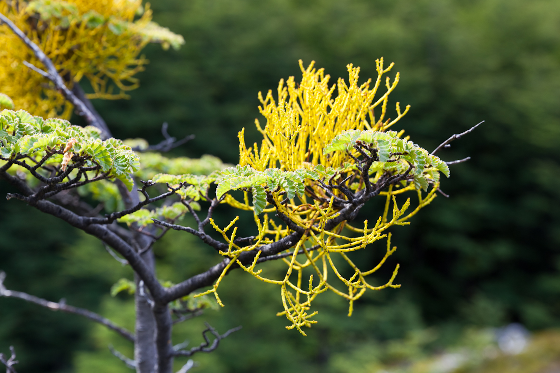 Патагония: Carretera Austral - Фицрой - Торрес-дель-Пайне. Треккинг, фото.