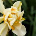 Narcissus tarzetta