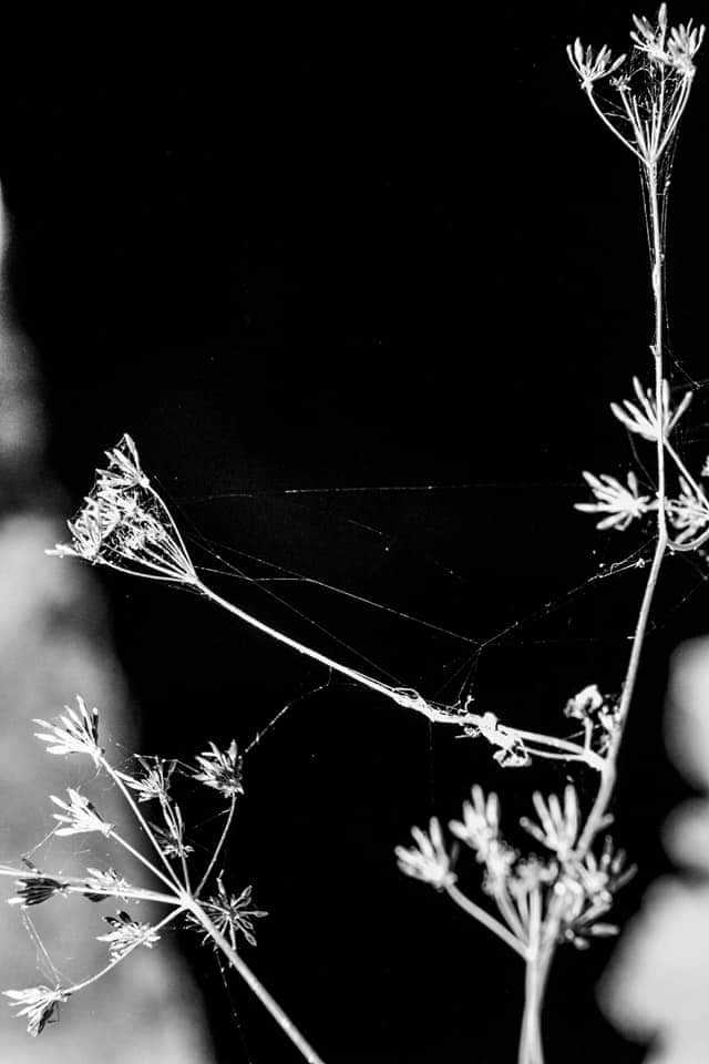 Black and white  di alessandra_frankini