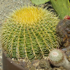 Golden Barrel Cactus