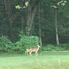 White Tailed Deer