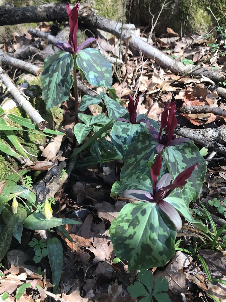 Trillium