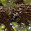 Black and white warbler