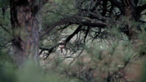 Colorado Elk thumbnail