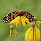 Monarch Butterfly (Male)