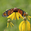 Monarch Butterfly (Male)