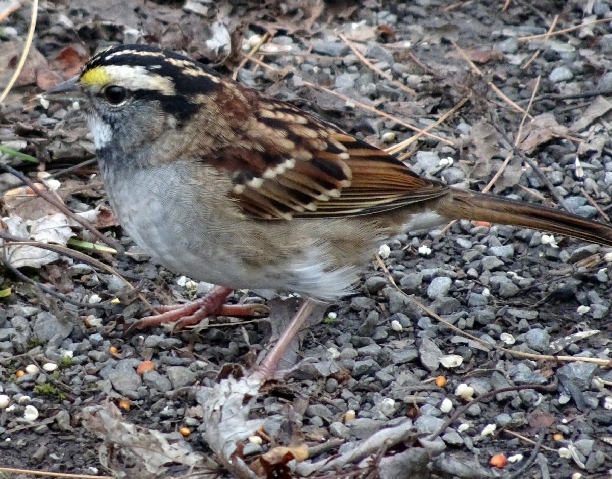 White-throated Sparrow