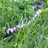 Eastern Milk Snake