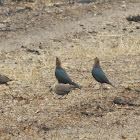 Brown-headed Cowbird