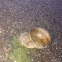 snail