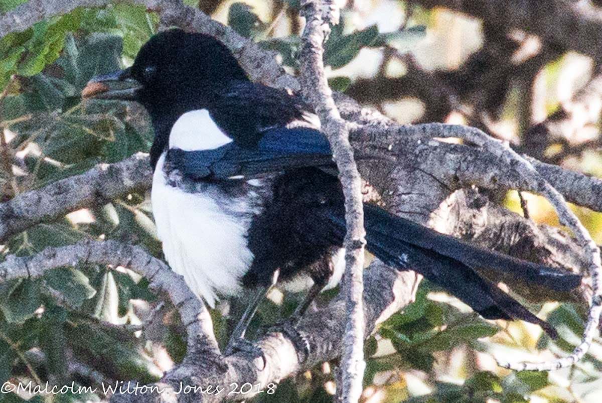 Magpie; Urraca