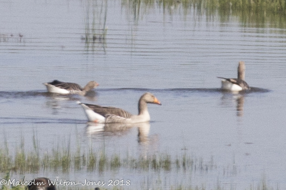 Greylag Goose