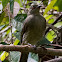 Olive-winged Bulbul