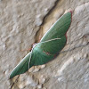 Red-Bordered Emerald Moth