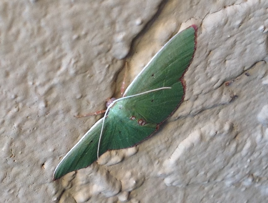 Red-Bordered Emerald Moth