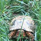 Eastern Box Turtle