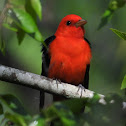 Scarlet tanager