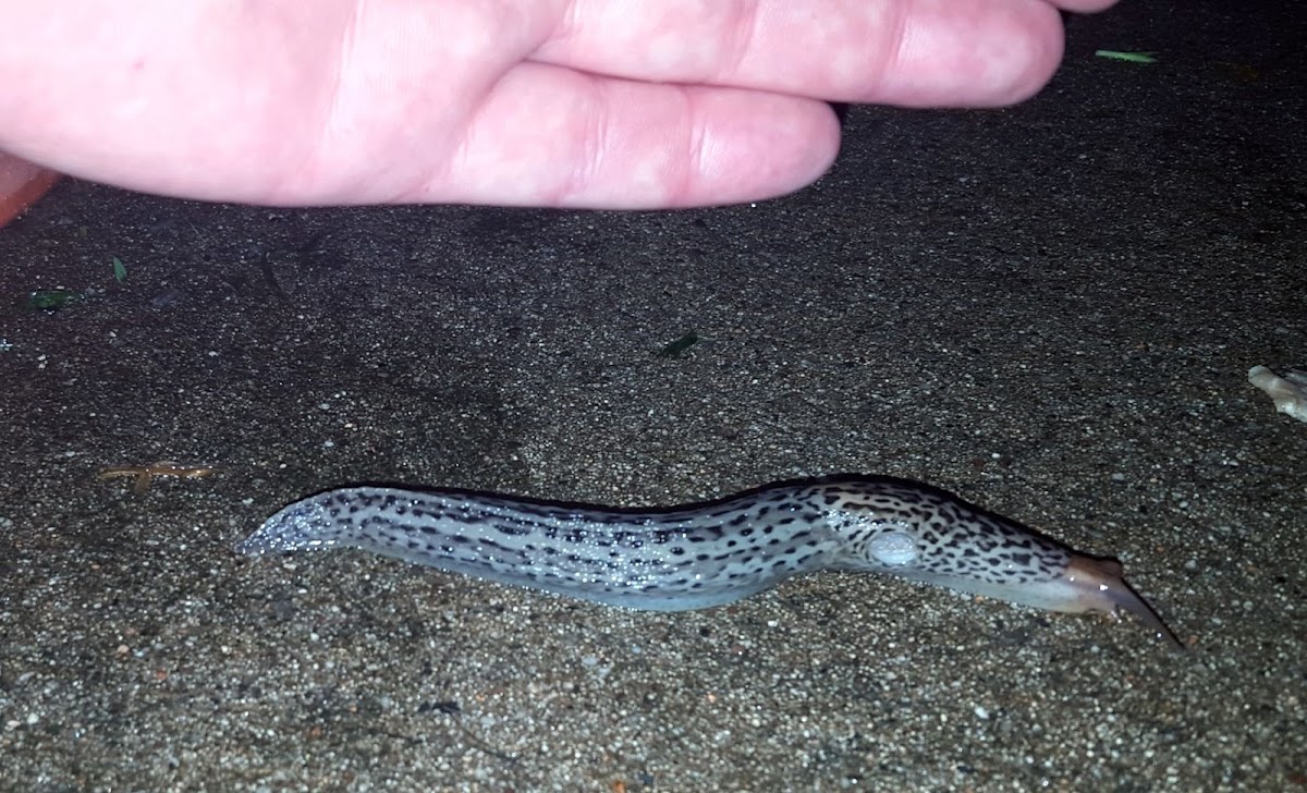 Leopard Slug